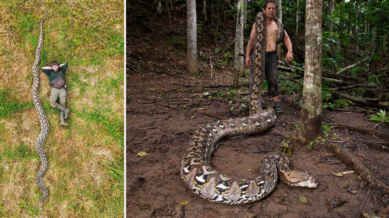 Найбільша змія на планеті: гігантський пітон з Індонезії увійшов до Книги рекордів Гіннеса (ФОТО)